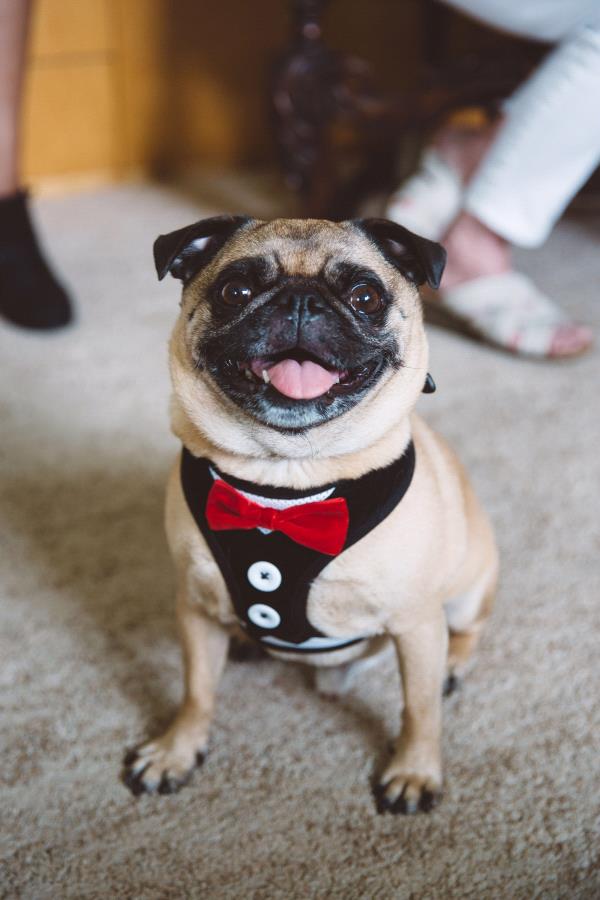 /images/uploads/pug nation rescue of los angeles/pugnation2020/entries/11849thumb.jpg